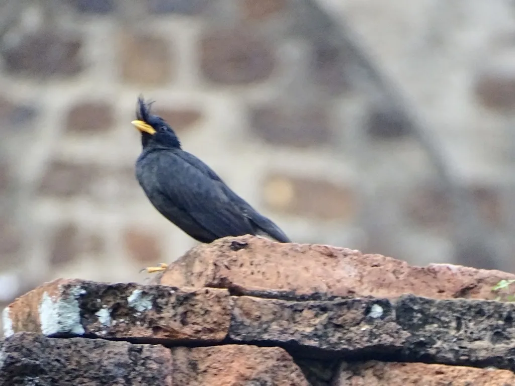 林八哥(Acridotheres grandis)