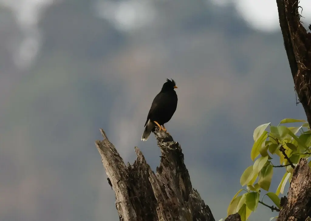 林八哥(Acridotheres grandis)