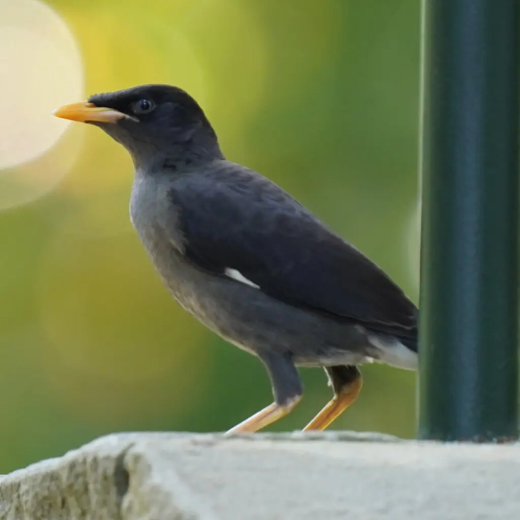 爪哇八哥(Acridotheres javanicus)