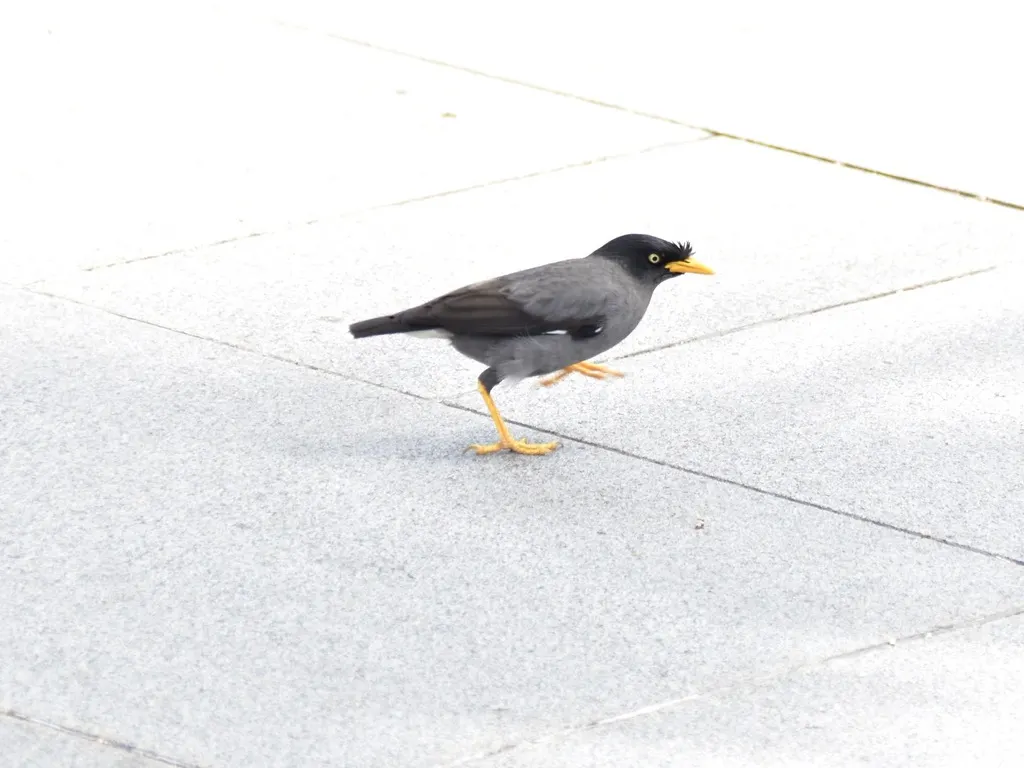 爪哇八哥(Acridotheres javanicus)