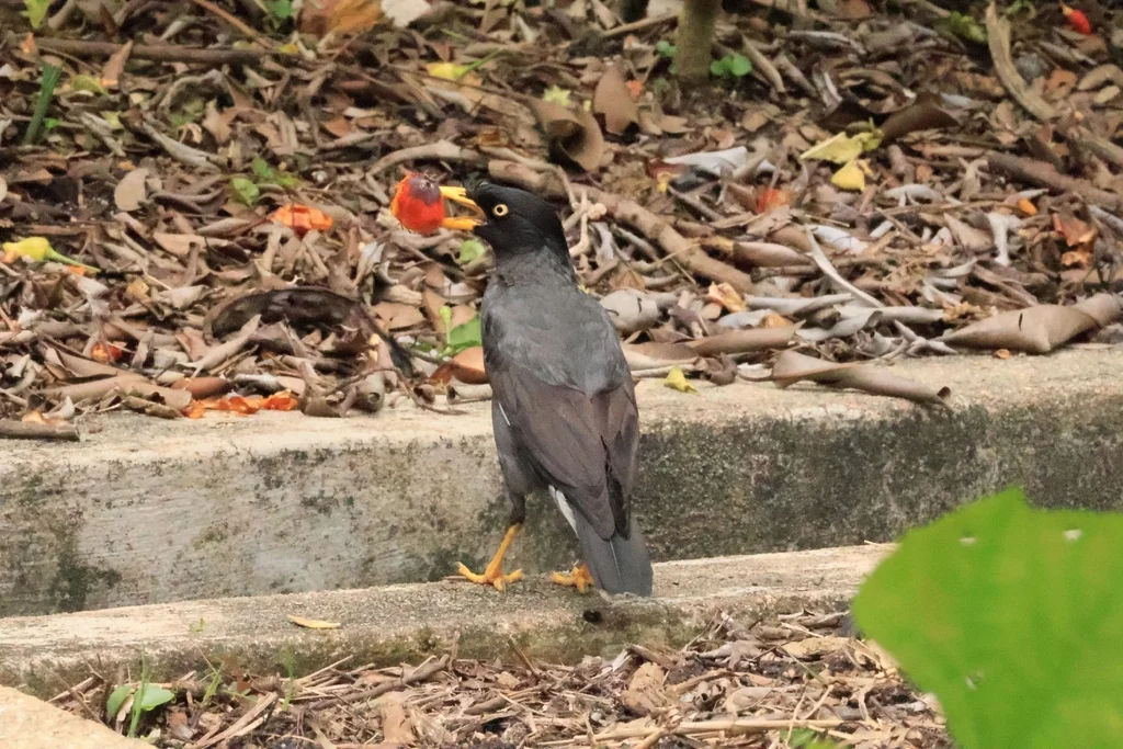 爪哇八哥(Acridotheres javanicus)