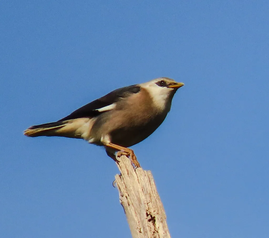 红胸八哥(Acridotheres leucocephalus)