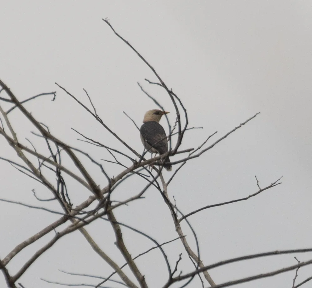 红胸八哥(Acridotheres leucocephalus)