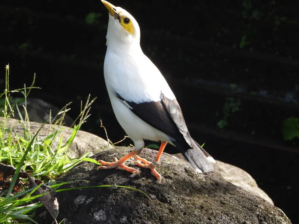 黑翅椋鸟（Acridotheres melanopterus）
