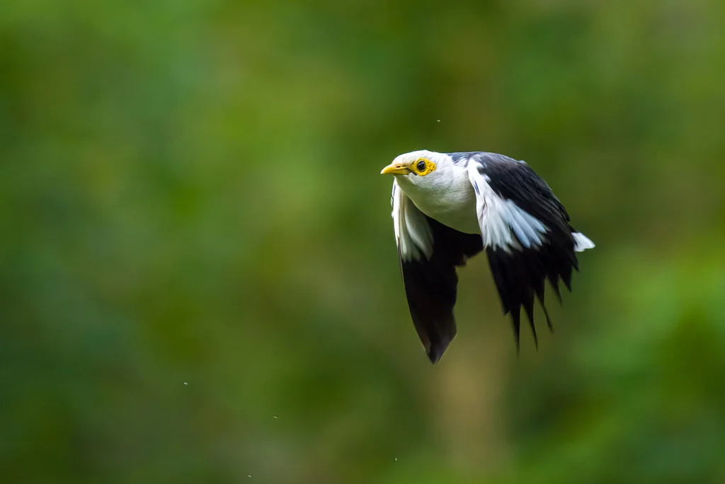 黑翅椋鸟（Acridotheres melanopterus）