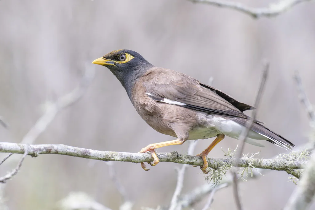 家八哥(Acridotheres tristis)