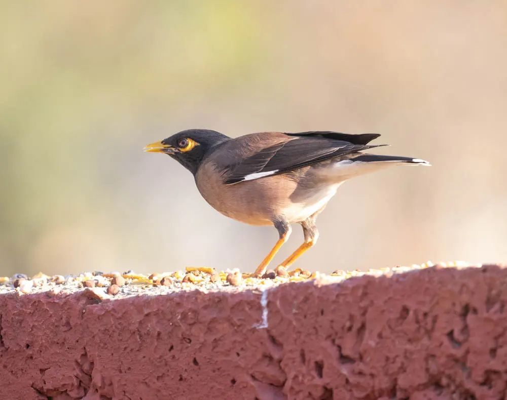 家八哥(Acridotheres tristis)