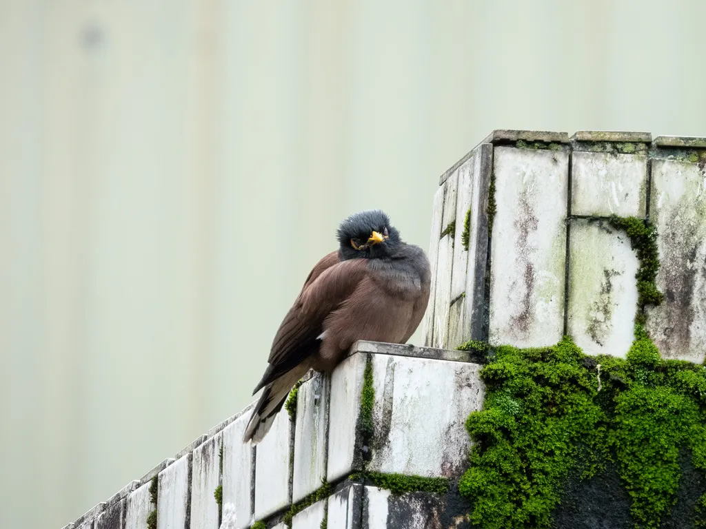 家八哥(Acridotheres tristis)