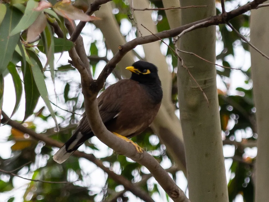 家八哥(Acridotheres tristis)