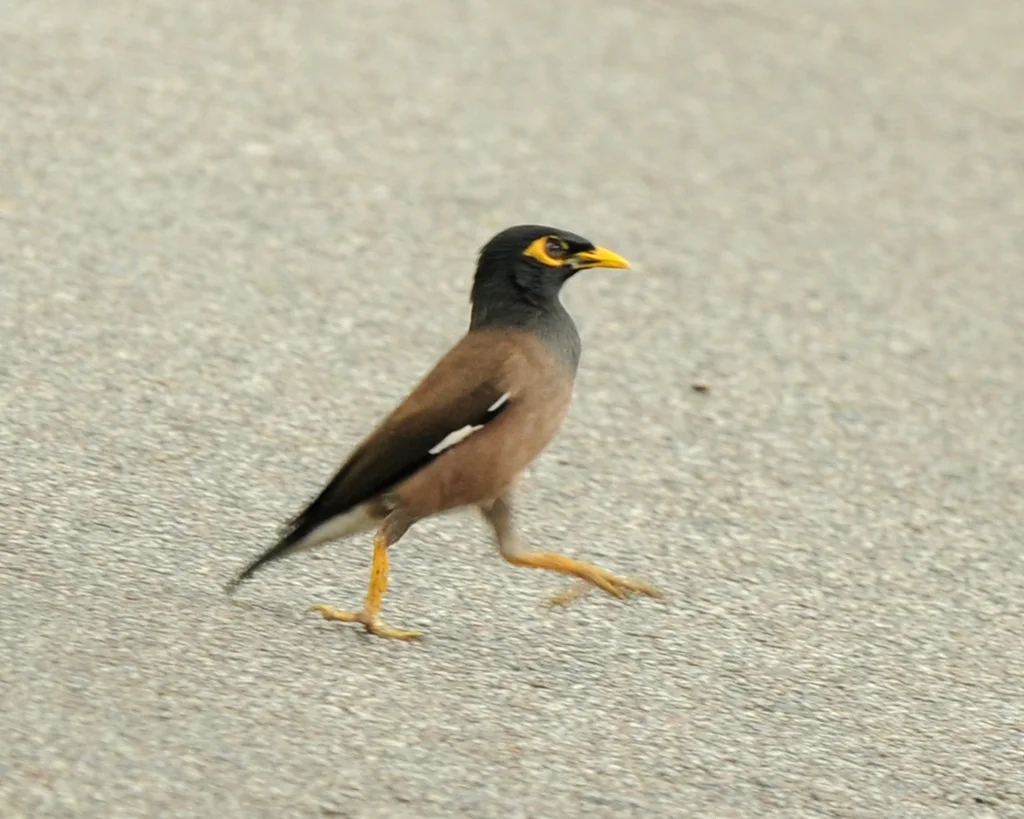 家八哥(Acridotheres tristis)