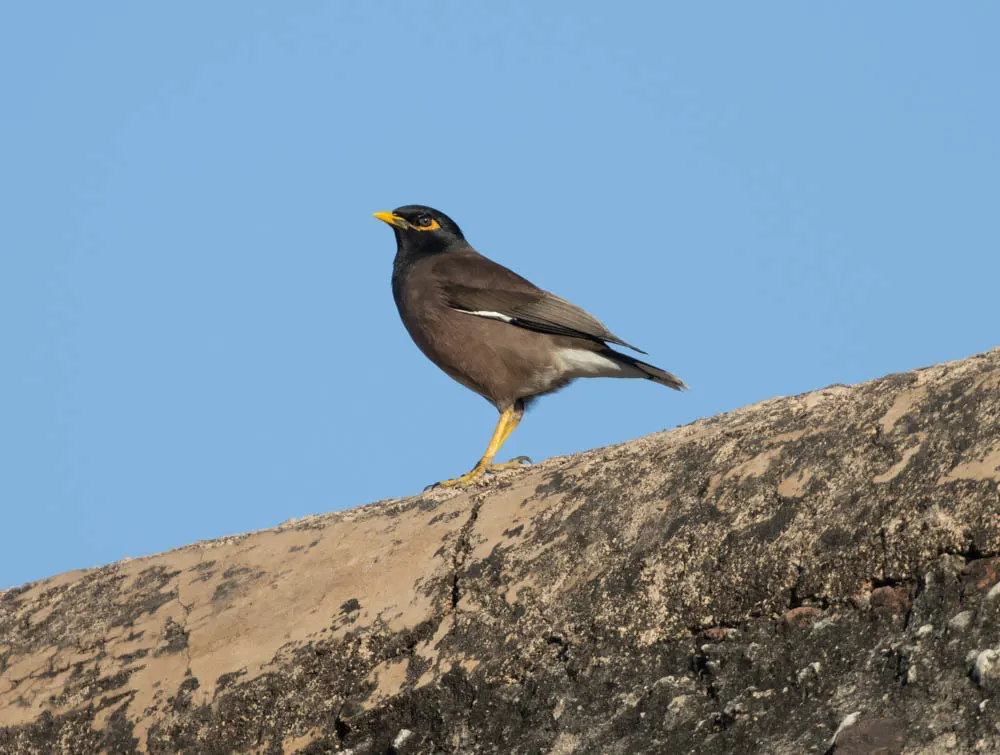 家八哥(Acridotheres tristis)