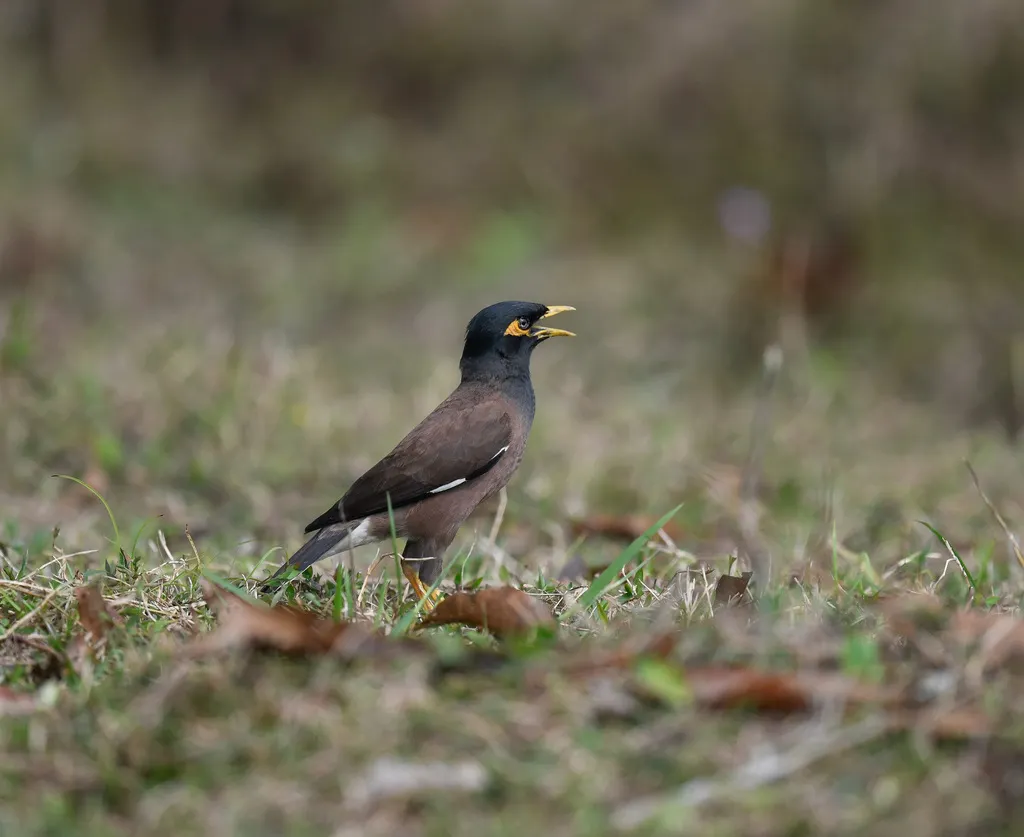 家八哥(Acridotheres tristis)