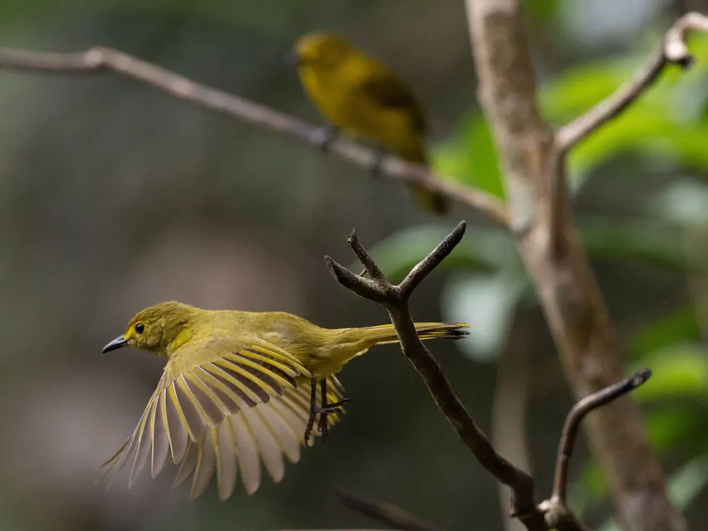 黄眉鹎(Acritillas indica)