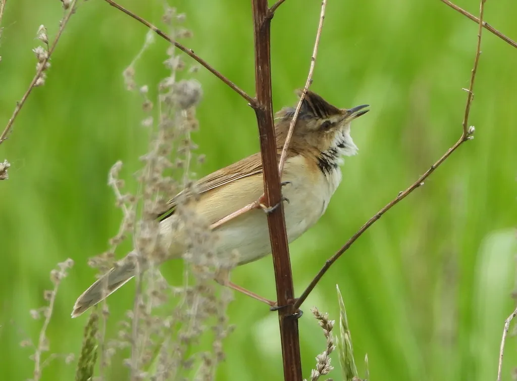 稻田苇莺(Acrocephalus agricola)