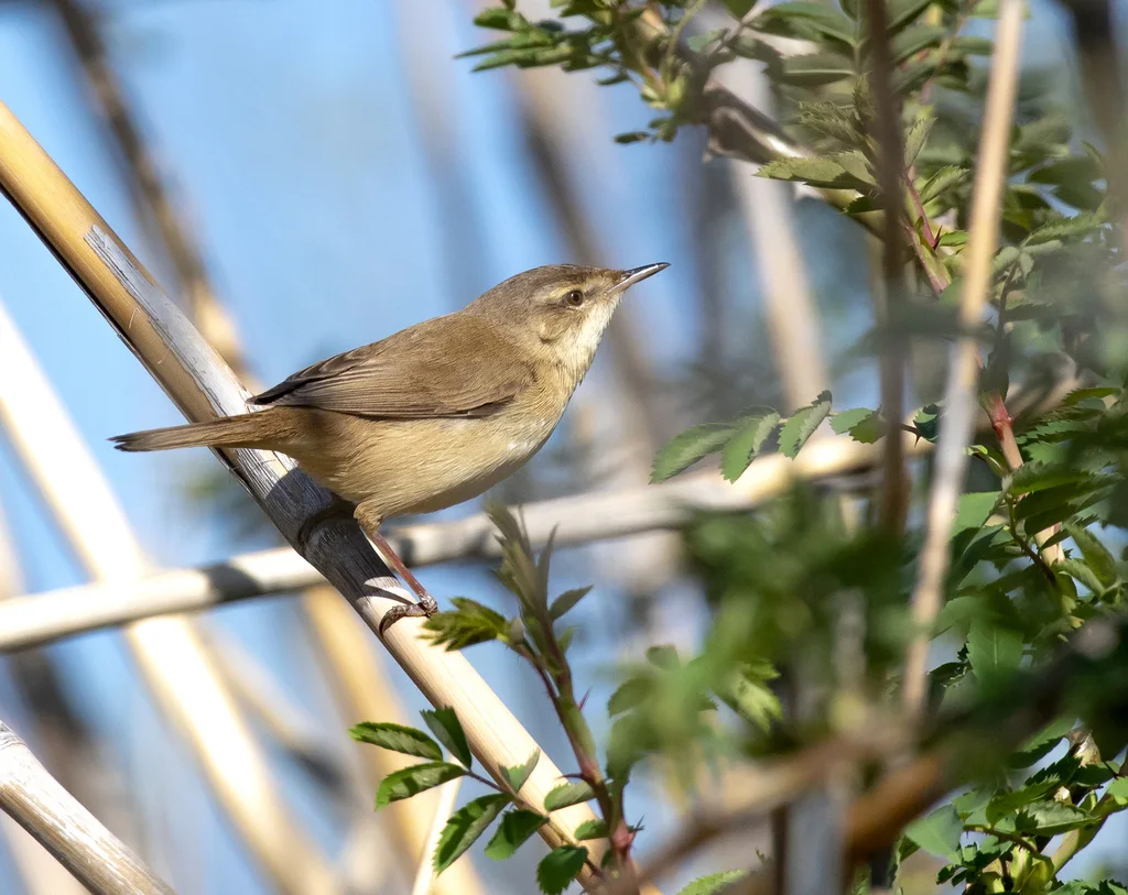 稻田苇莺(Acrocephalus agricola)