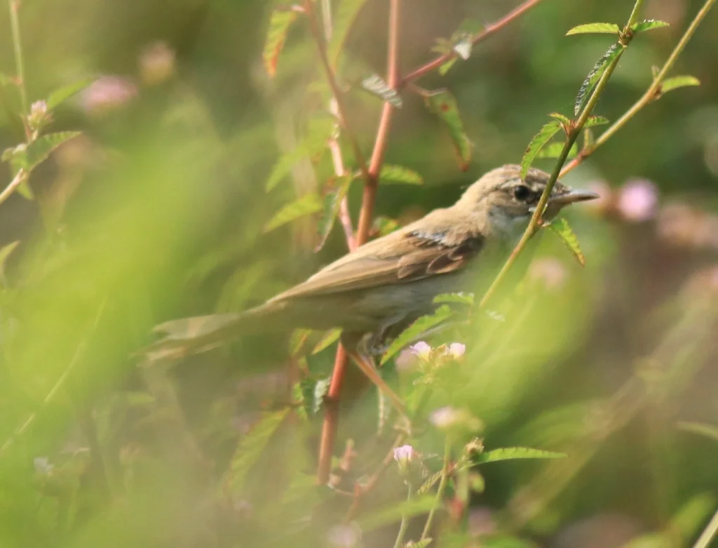 稻田苇莺(Acrocephalus agricola)