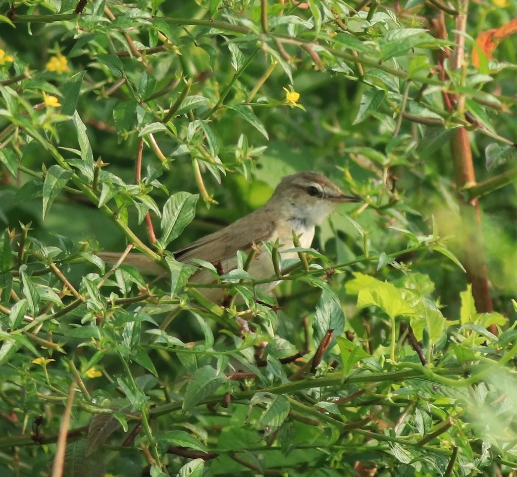 稻田苇莺(Acrocephalus agricola)