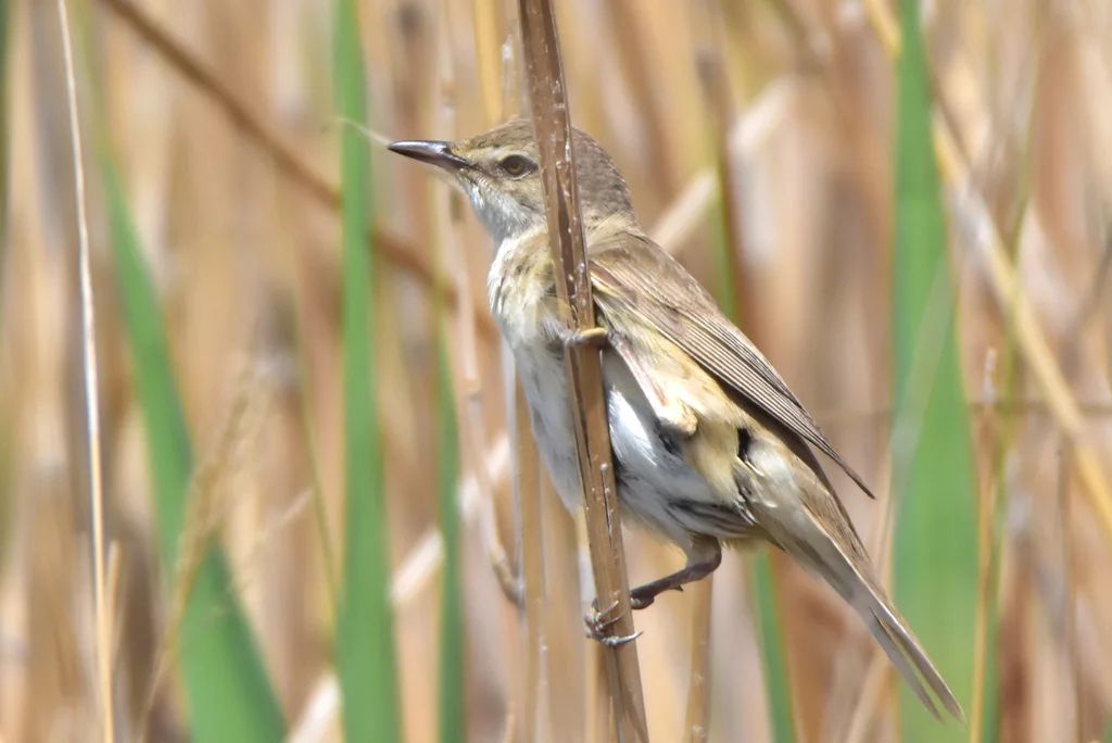 大苇莺(Acrocephalus arundinaceus)