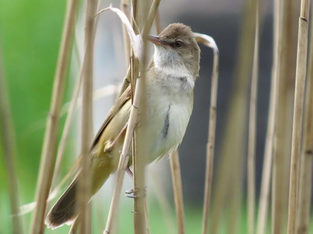 大苇莺(Acrocephalus arundinaceus)