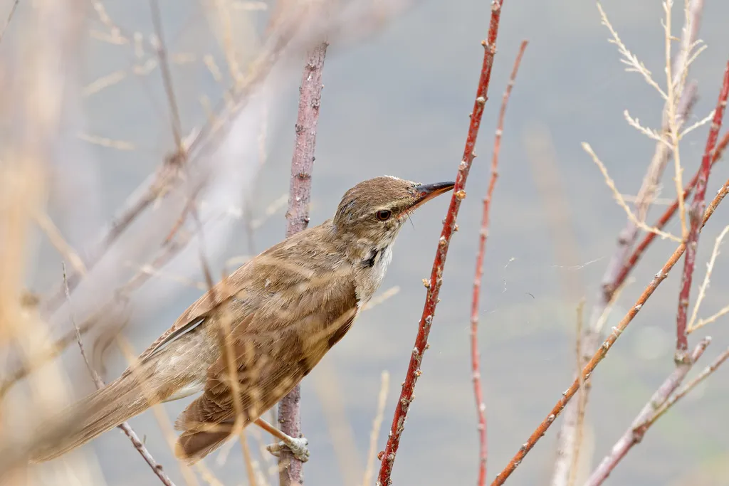 大苇莺(Acrocephalus arundinaceus)