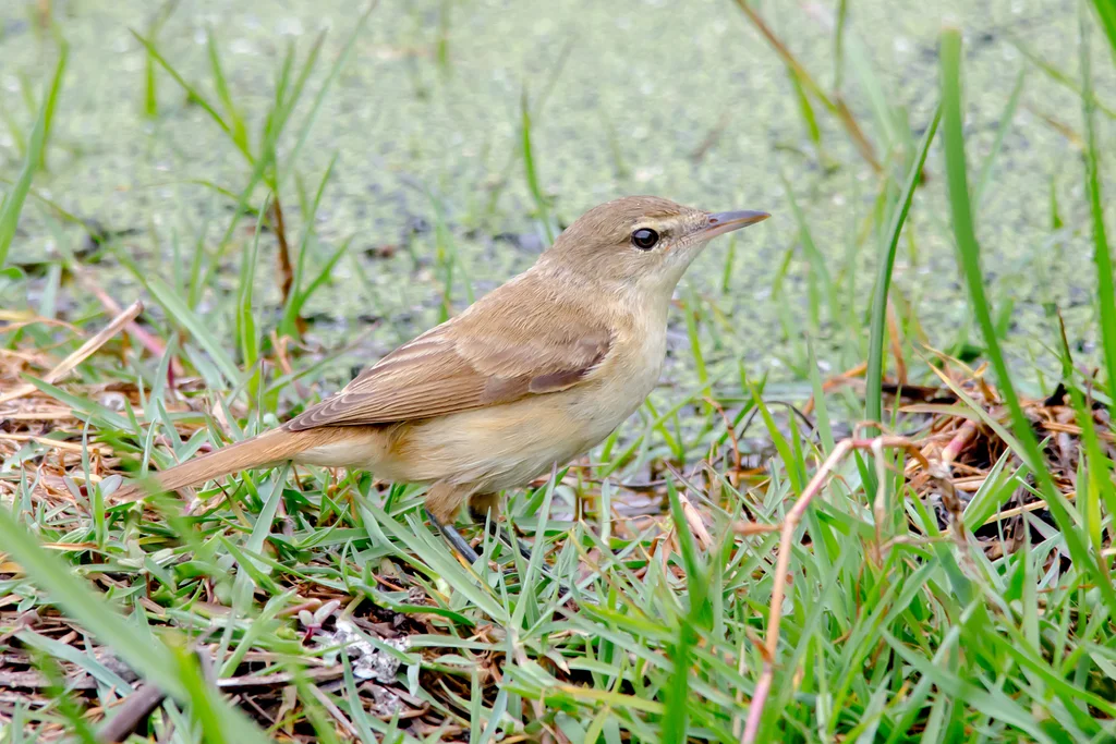 澳洲苇莺(Acrocephalus australis)
