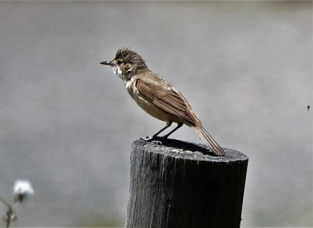 澳洲苇莺(Acrocephalus australis)