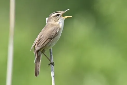黑眉苇莺(Acrocephalus bistrigiceps)