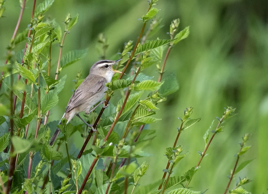 黑眉苇莺(Acrocephalus bistrigiceps)