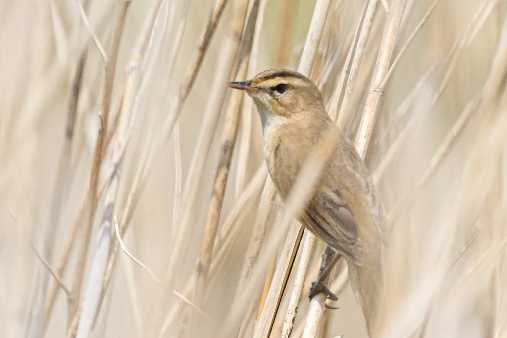 黑眉苇莺(Acrocephalus bistrigiceps)