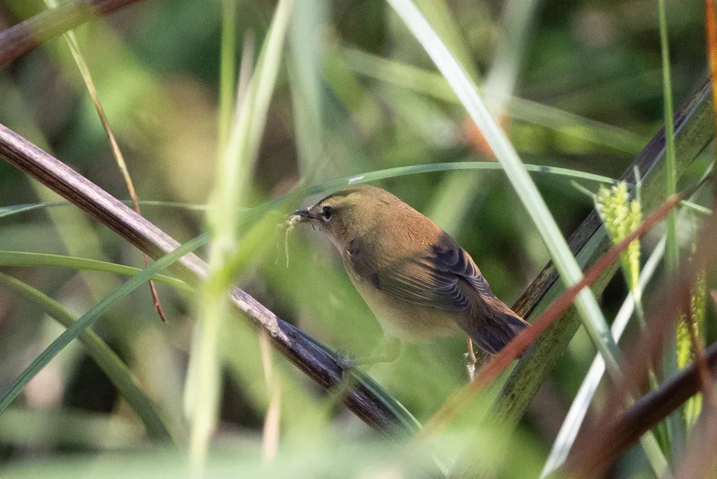黑眉苇莺(Acrocephalus bistrigiceps)