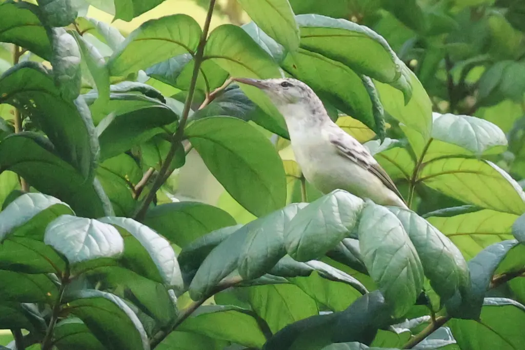 长嘴苇莺(Acrocephalus caffer)