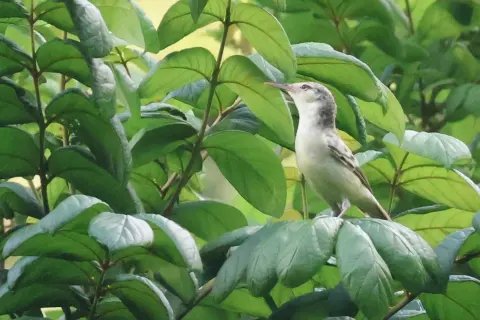 长嘴苇莺