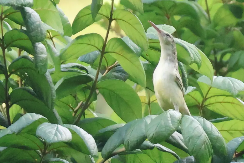 长嘴苇莺(Acrocephalus caffer)
