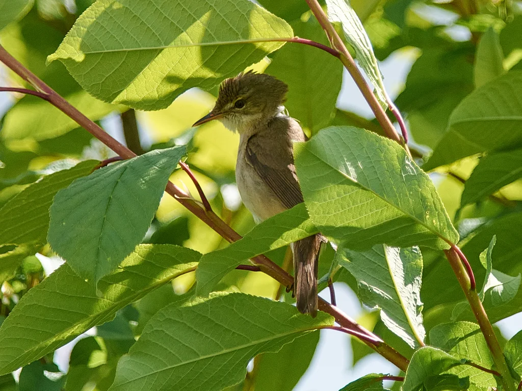 布氏苇莺(Acrocephalus dumetorum)