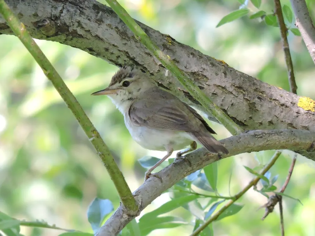 布氏苇莺(Acrocephalus dumetorum)