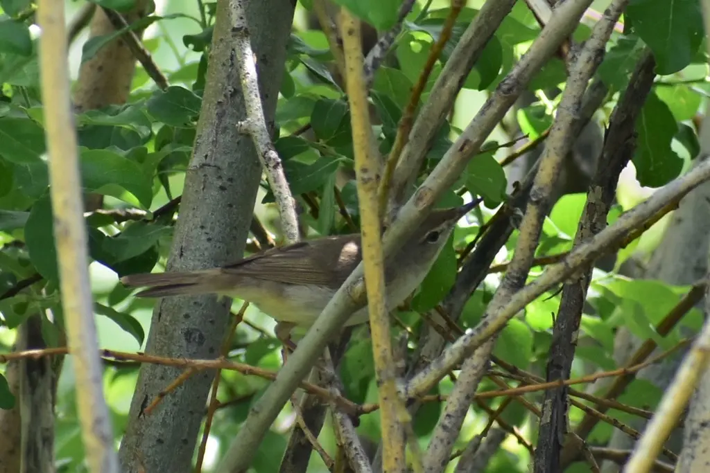 布氏苇莺(Acrocephalus dumetorum)