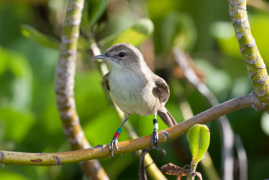 夏威夷苇莺(Acrocephalus familiaris)