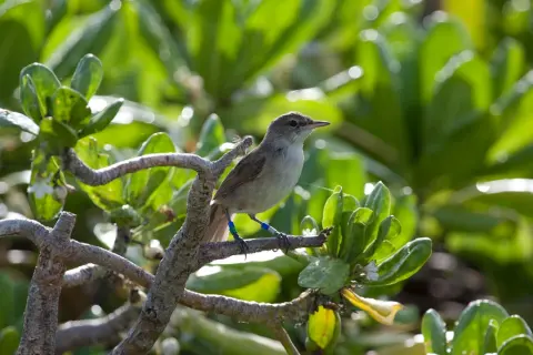 夏威夷苇莺
