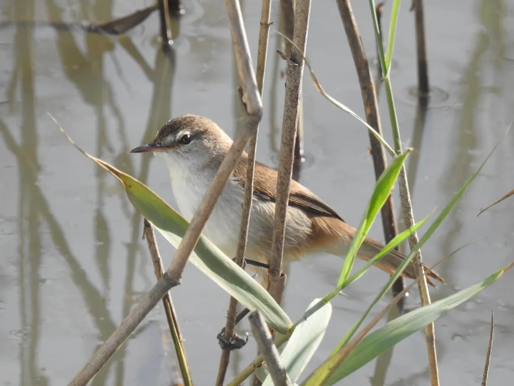 细嘴苇莺(Acrocephalus gracilirostris)