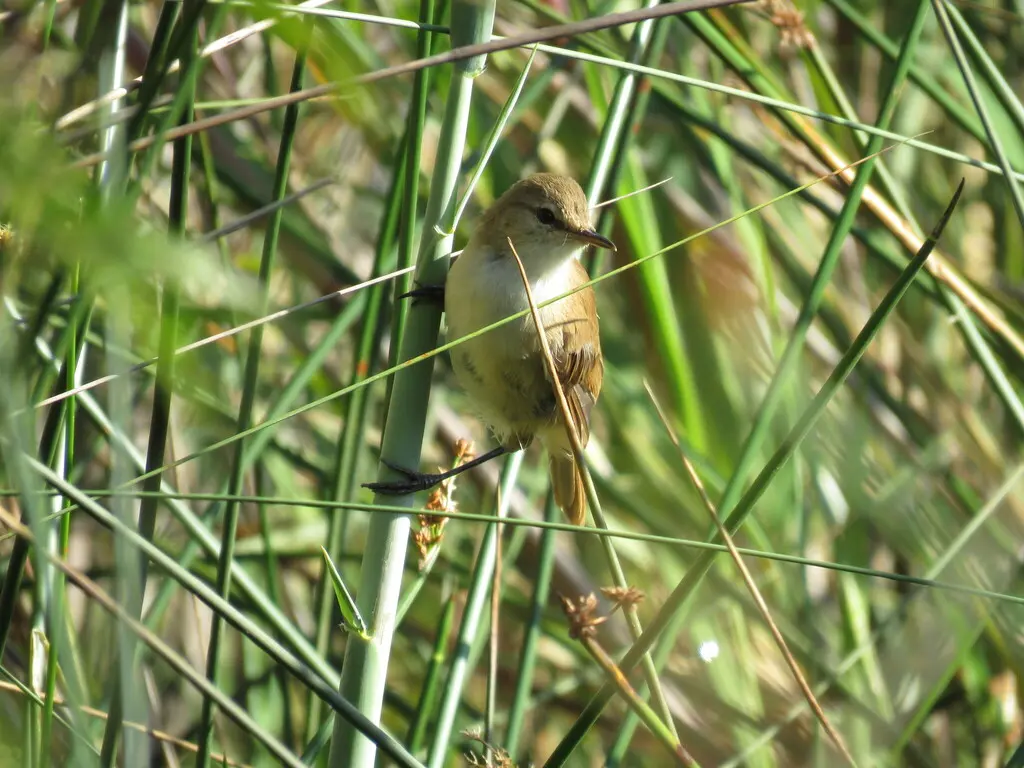 细嘴苇莺(Acrocephalus gracilirostris)
