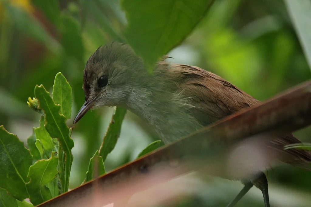 细嘴苇莺(Acrocephalus gracilirostris)