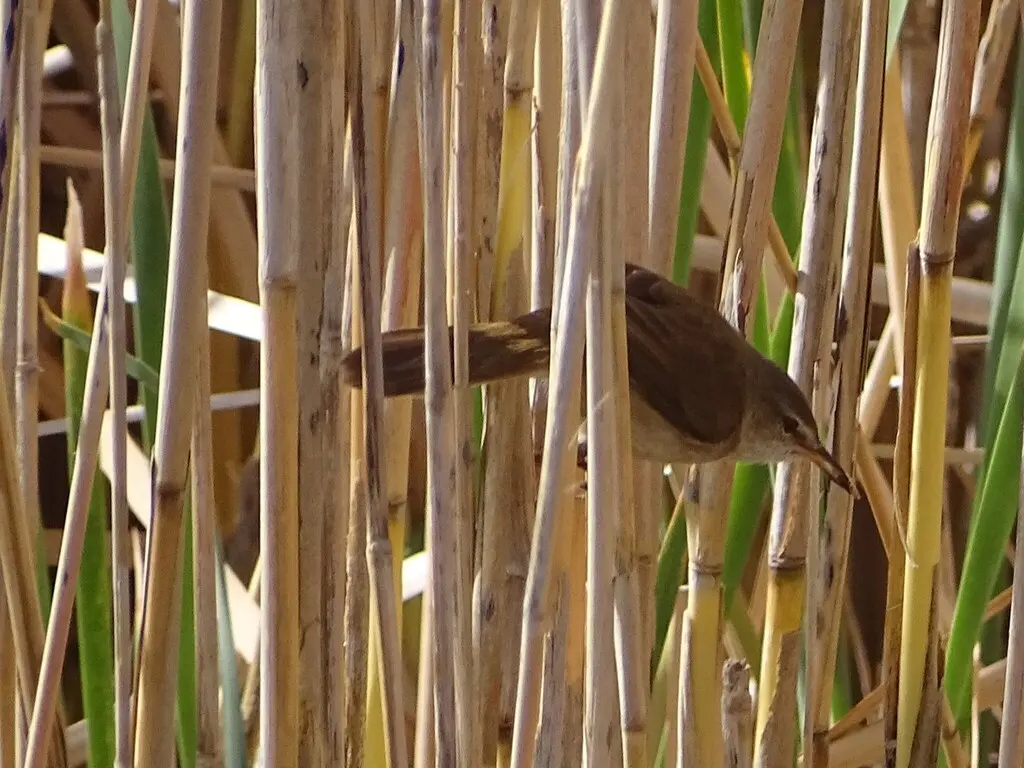 细嘴苇莺(Acrocephalus gracilirostris)