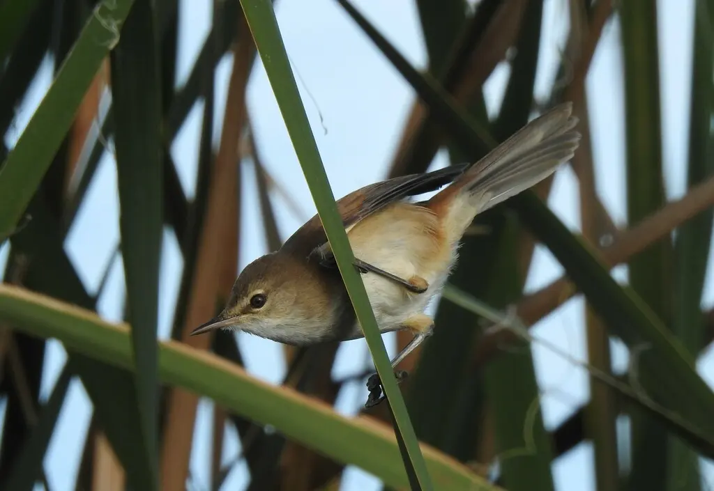 细嘴苇莺(Acrocephalus gracilirostris)