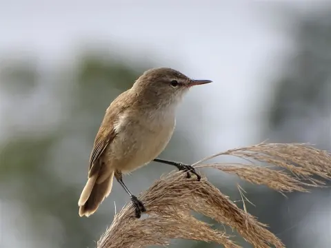 细嘴苇莺