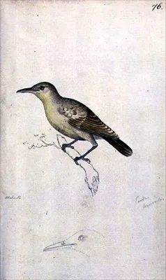 莫岛苇莺(Acrocephalus longirostris)
