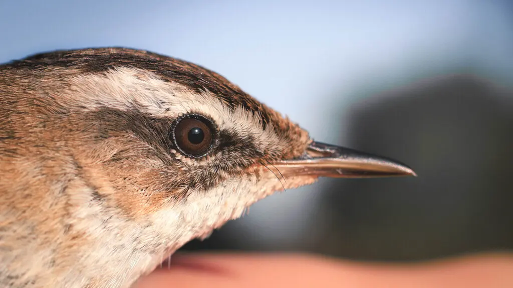 须苇莺(Acrocephalus melanopogon)