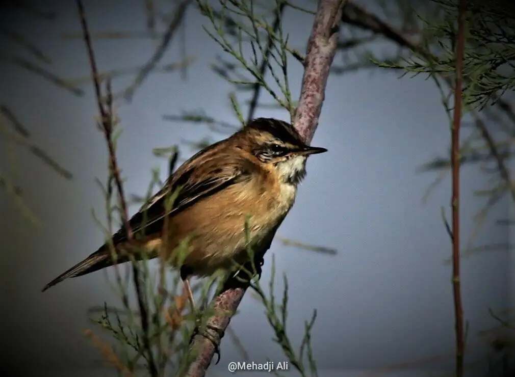 须苇莺(Acrocephalus melanopogon)