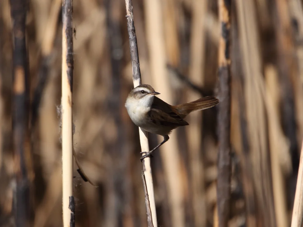 须苇莺(Acrocephalus melanopogon)