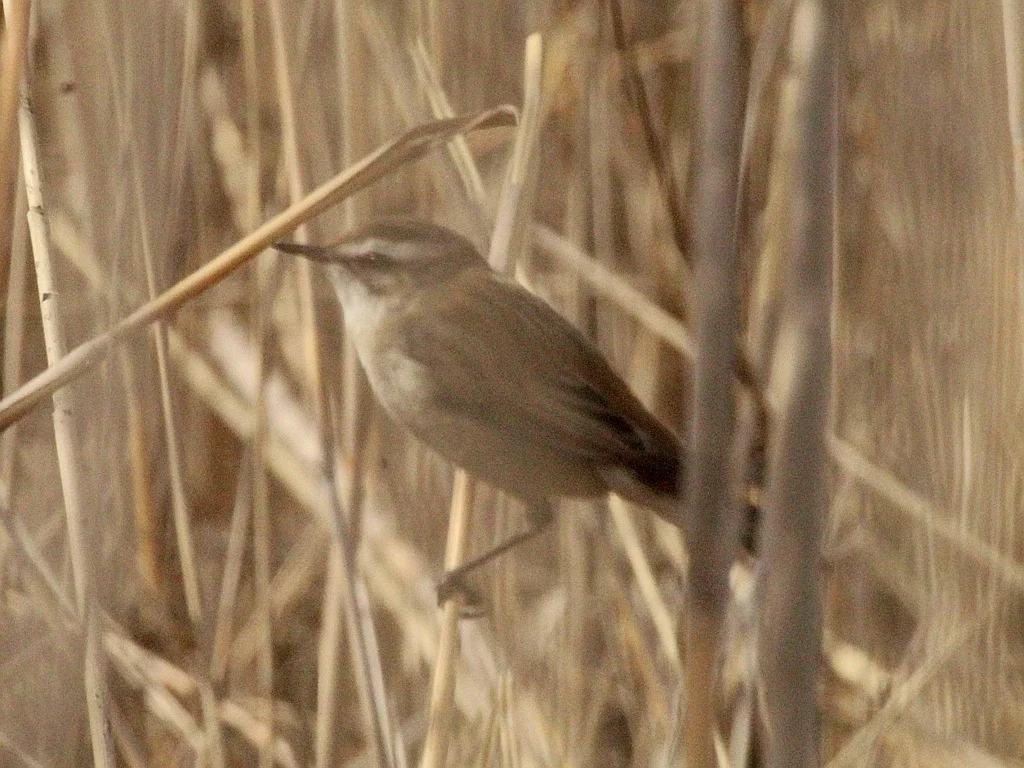 须苇莺(Acrocephalus melanopogon)