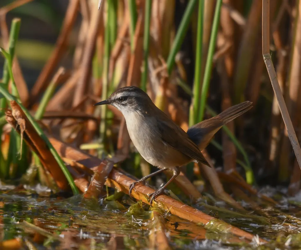 须苇莺(Acrocephalus melanopogon)